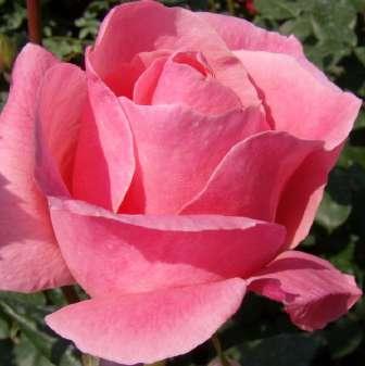Trandafiri pentru straturi Trandafir Queen Elizabeth - Roz -