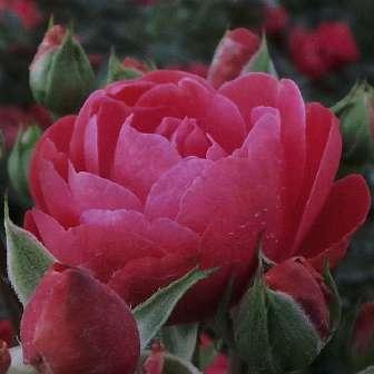 trandafir pentru straturi Polyantha 50-70 cm Dr Túri