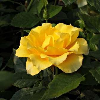 trandafir pentru straturi Polyantha 30-70 cm D.A.
