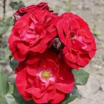 trandafir pentru straturi Grandiflora - Floribunda 90-150 cm
