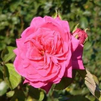 Trandafir Sammetglut - Roşu închis cu centrul alb -  Wilhelm