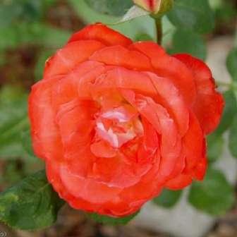 roșu - trandafir pentru 50-90 cm Trandafir