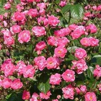 trandafir pentru straturi Polyantha 30-70 cm