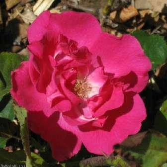 Trandafiri pentru straturi Trandafir Lafayette -
