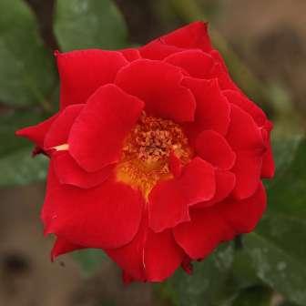 - trandafir pentru 30-50 cm Hans Jürgen Evers