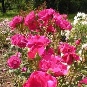 - trandafir pentru 50-90 cm Jean-Marie Gaujard