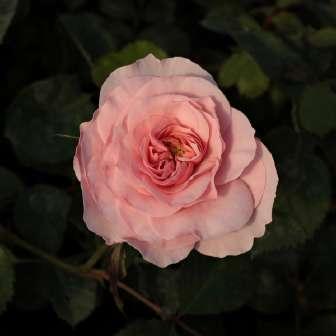 trandafir pentru 60-100 cm Poulsen, Svend