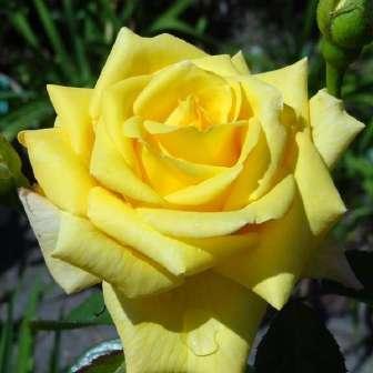 - trandafir pentru 120-180 cm Márk Gergely