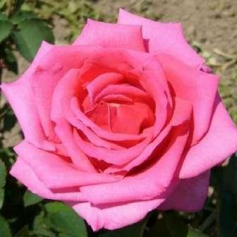 trandafir pentru 60-100 cm G. A. H.