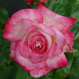 centrul roz închis - trandafir pentru 60-100 cm