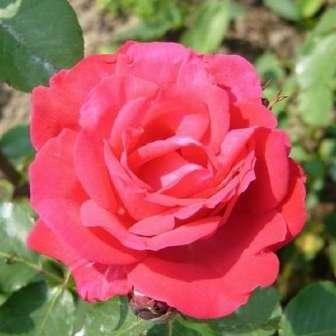 McGredy IV Trandafir Dauphine - Roz, roz somon -