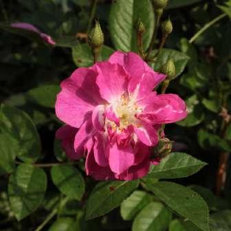 Trandafir Csinszka - Roz - trandafir pentru