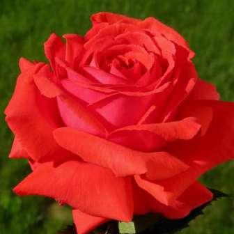 Trandafir Duftwolke - Roșu coral - trandafir