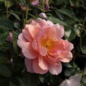 cm Trandafir Chewgentpeach - Piersică -