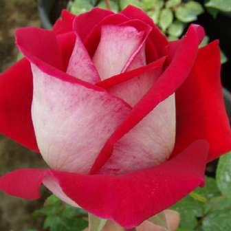 trandafir 100-150 cm - Trandafir