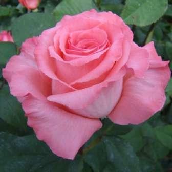 Trandafir Bel Ange - Roz - trandafir