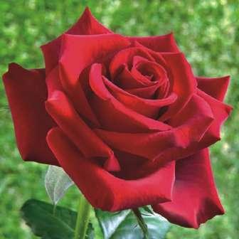 Schwarze Madonna - Roșu - trandafir
