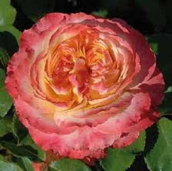 Trandafir Ros'Odile - Galben, roz pestriț -