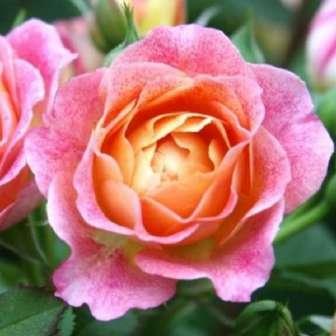 Trandafir Michelle Bedrossian - Amestec de roșu