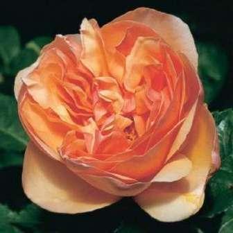 Trandafir Ellen - Piersic-caise - trandafir