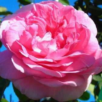 Austin Trandafir Ausbord - Roz - trandafir
