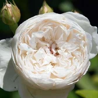 Austin Trandafir Auslevel - alb - trandafir