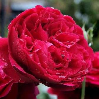 Trandafiri romantici Trandafir Leonard Dudley Braithwaite -