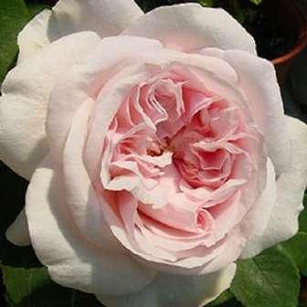 Trandafir Charles Rennie Mackintosh - Mixtură de roz -