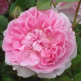 Trandafir Auslight - Roz - trandafir englezesc 120-245 cm
