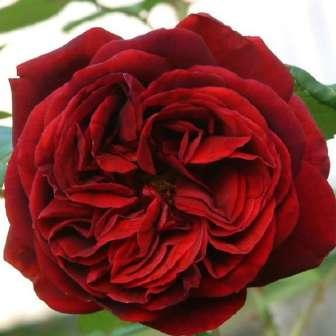 Trandafir The Dark Lady - Roșu închis - trandafir englezesc