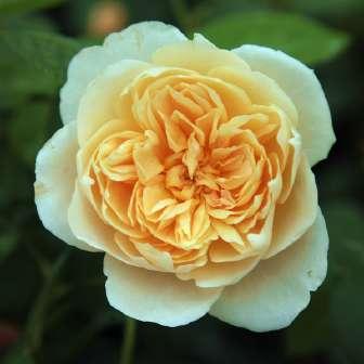 120-150  Jayne Austin - galben - trandafir