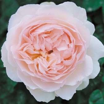 trandafir englezesc 90-150  Griselis -