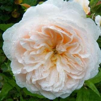 Trandafiri romantici Trandafir Crocus Rose - 0 -