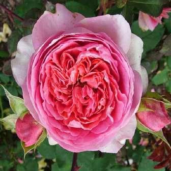 Austin Trandafir Amandine Chanel - 0 - trandafir