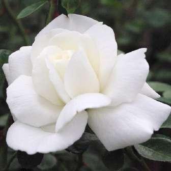 Klemm - alb - trandafiri târâtori și cățărători,