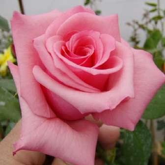 Trandafiri hibrizi Tea Trandafir Meichim - Roz viu -