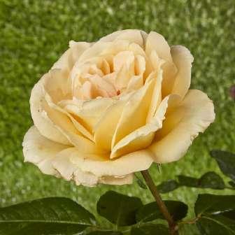 - Galben - trandafir 100-150 cm Samuel Darragh McGredy