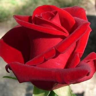 trandafir 60-100 cm trandafir cu parfum foarte intens,