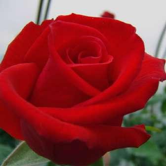 Walter Edward Lammerts Trandafir Señora de Bornas -
