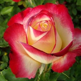 Diorama - Galben cais - trandafir 90-130 cm De Ruiter