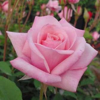 Trandafir Double Delight - Alb-crem, mai tîrziu roșu -