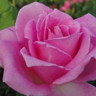 Ellis Trandafir Katrin - Roz - trandafir 50-90 cm GPG
