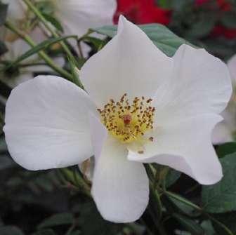 pal - trandafir de parc 150-200 cm