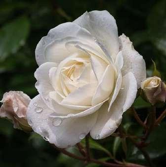 Holmes - alb - trandafir de parc 150-200