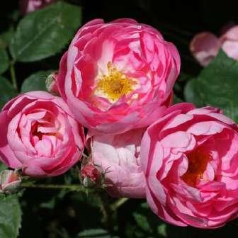 Grootendorst - Roz - trandafir de parc