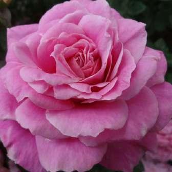 Grootendorst Trandafir Raubritter - Roz