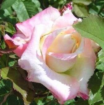 Galben - trandafir de parc 150-200 cm