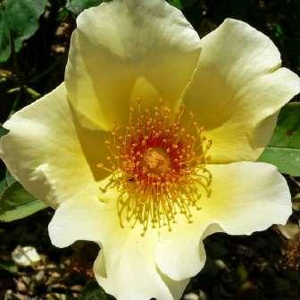 trandafir sălbatic 245-275 cm J.H.