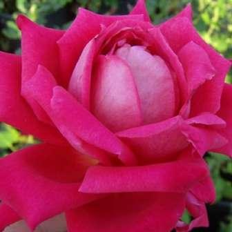 trandafir 60-100 cm Trandafir