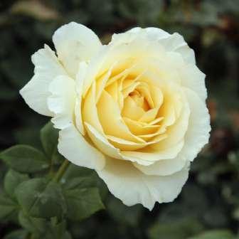 trandafir 60-80 cm Alain Meilland,